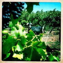 ‘Turning the Screws’ – Ochota Barrels, Adelaide Hills