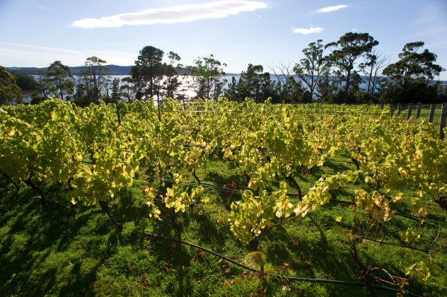 d'meure Vineyards, Birchs Bay, TAS - photo courtesy of Dirk Meure