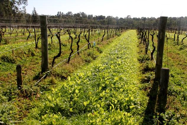 Mustard Plant and Rye Grass Cover Crops at Tamburlaine - photo by The Wine Idealist