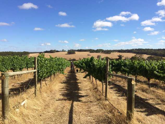 Freehand Vineyard - photo courtesy of Freehand Wines