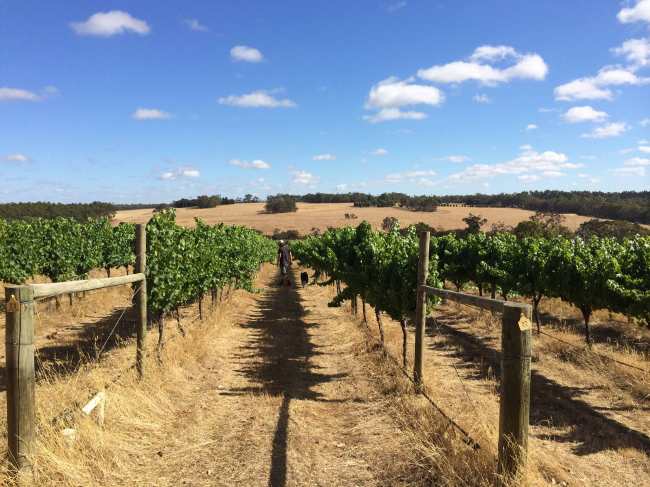 Freehand Vineyard - photo courtesy of Freehand Wines
