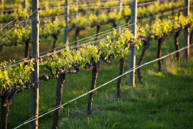 Vines From the Earth - photo courtesy of Yangarra Estate