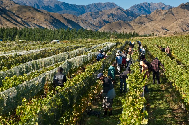 Harvest at Churton - photo courtesy of Churton