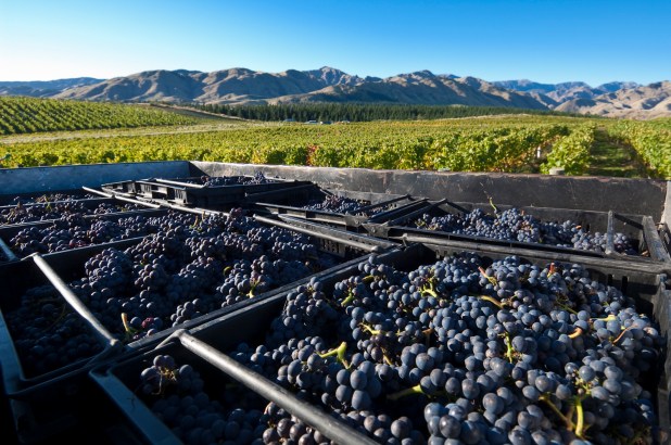 Churton Pinot Harvest - photo courtesy of Churton