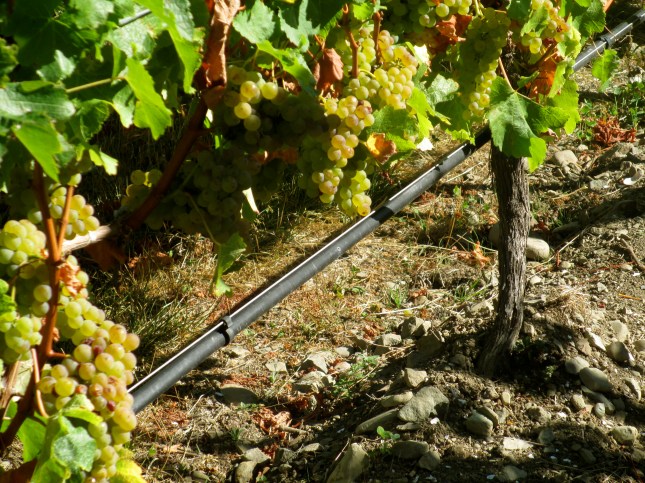 Sauvignon Blanc, Greywacke River Stone and Mussel Shells - photo by The Wine Idealist