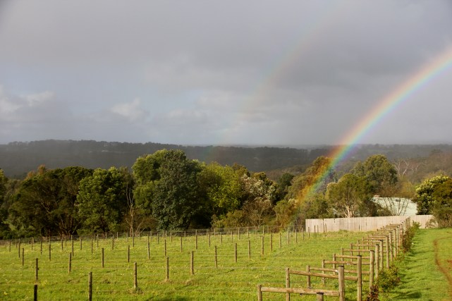 Avani Biodynamic Vineyard, Mornington Penisula - photo by The Wine Idealist