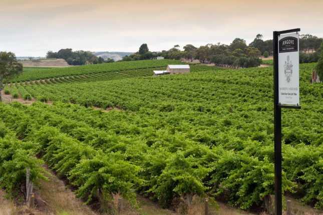 Angove McLaren Vale Vineyard - photo courtesy of Angove
