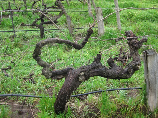 Angove Cane Pruned Shiraz - photo courtesy of Angove Wines