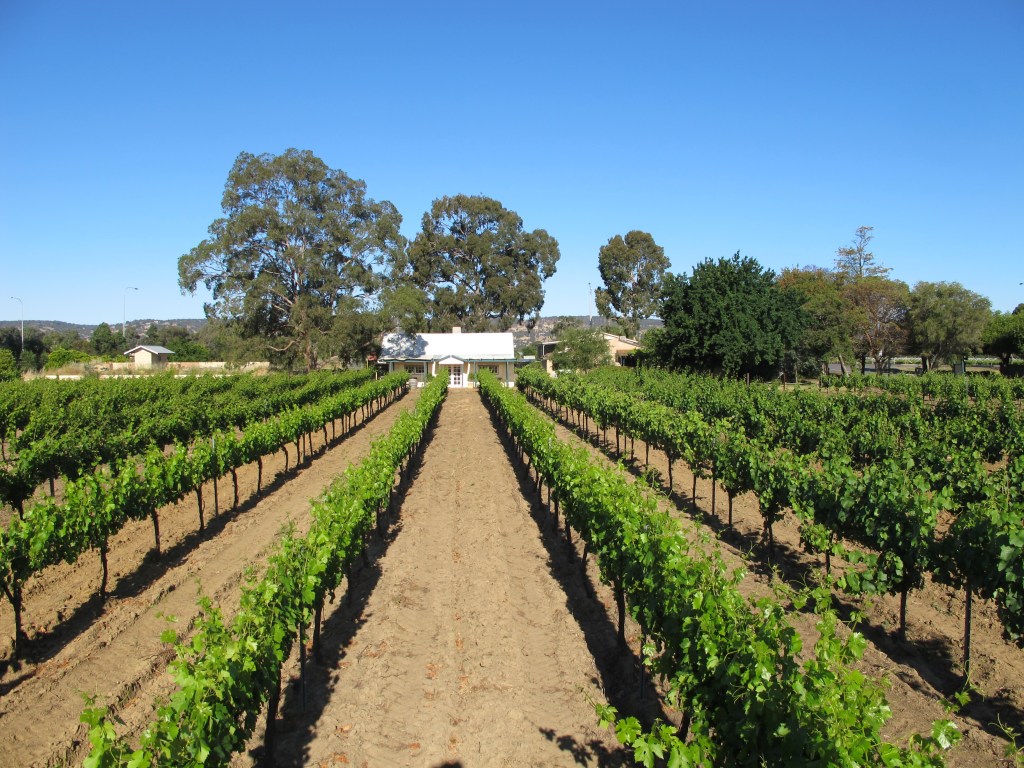 Harris Organic Vineyard - photo courtesy of Harris Organic Wines