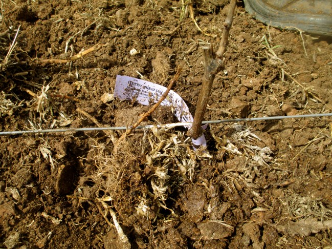 New shiraz vines on their  own rootstock - photo by The Wine Idealist