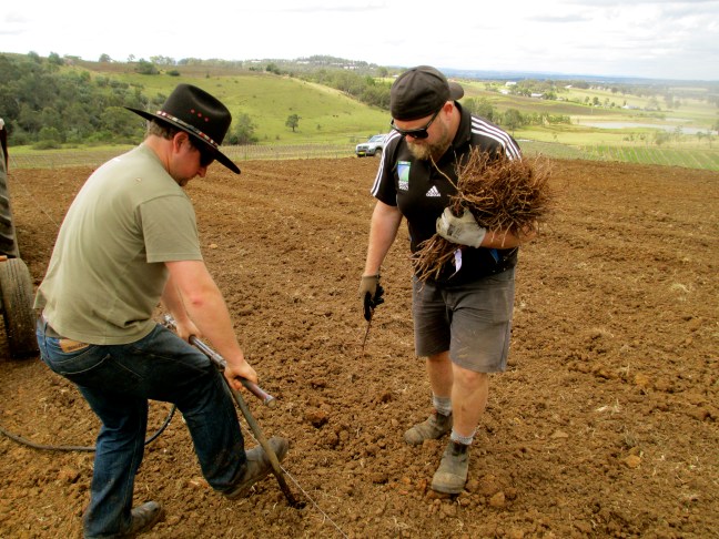 Usher Tinkler and Michael Corbett planting shiraz- photo by The Wine Idealist