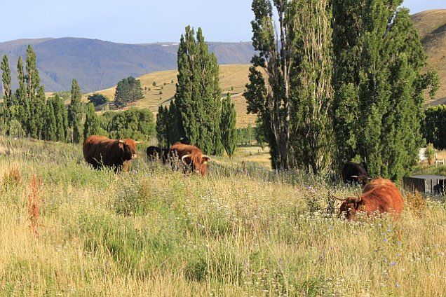 Cows Grazing at Burn Cottage - photo courtesy of Burn Cottage