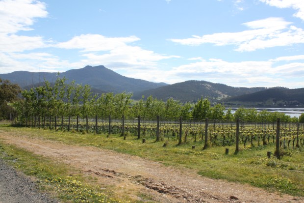 Stefano Lubiana Vineyard - photo courtesy of Stefano Lubiana