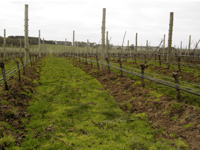 Hochkirch Vineyard - photo courtesy of Hochkirch Wines