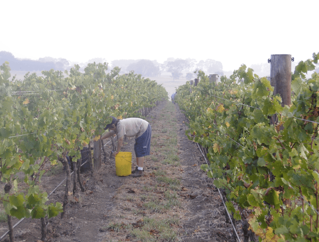 Harvest at Hochkirch - photo courtesy of Hochkirch Wines