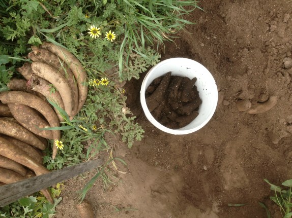 Making Preparation 500 - photo courtesy of Sutton Grange