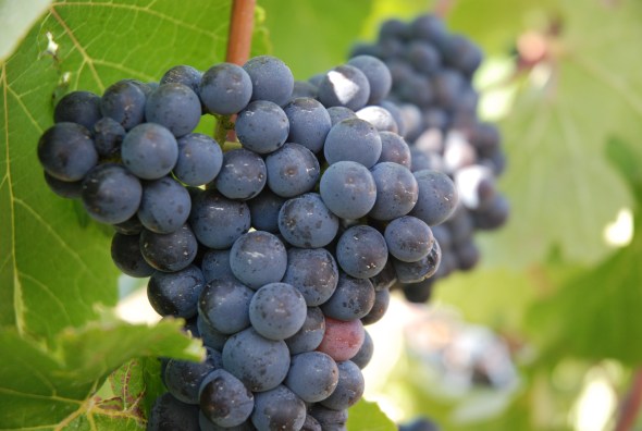 Pinot Noir - photo courtesy of Philippa Shepherd