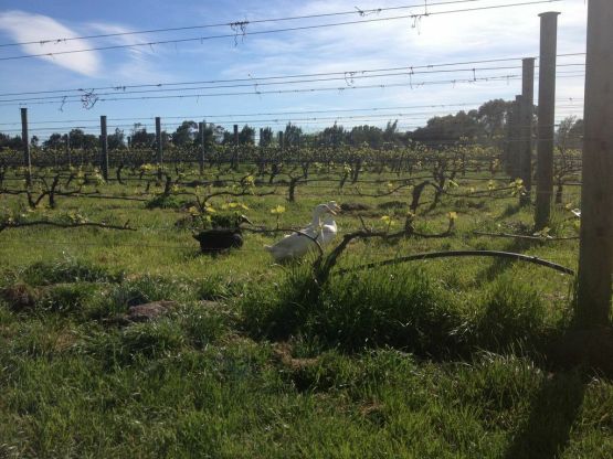 Cambridge Road vineyard - photo courtesy of Cambridge Road