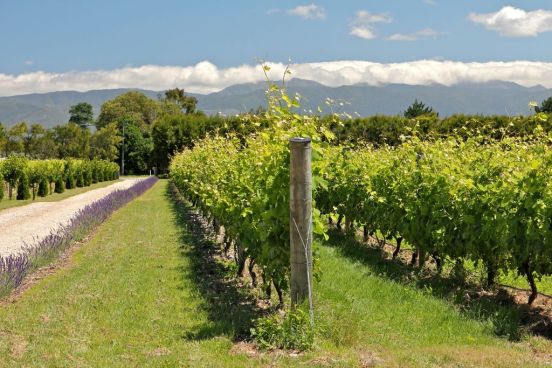 Cambridge Road Vineyard - photo courtesy of Cambridge Road