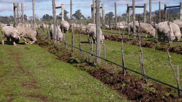 Grazing the HOG - photo courtesy of Sutton Grange