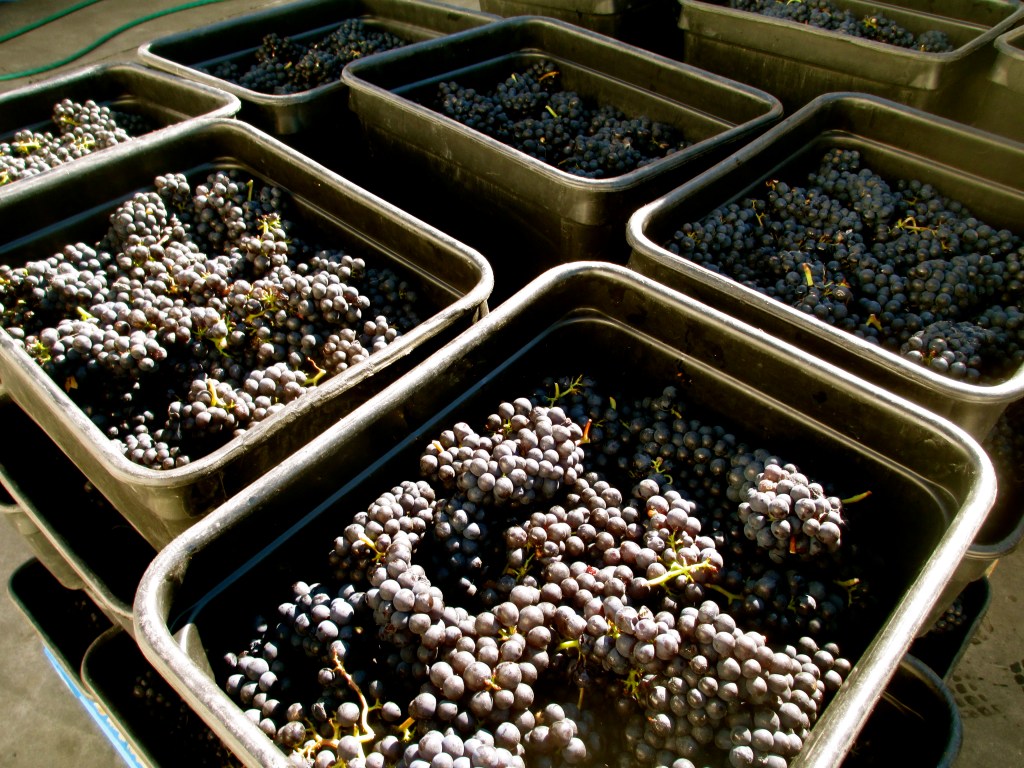 Pinot Harvest, 2014 - photo by The Wine Idealist