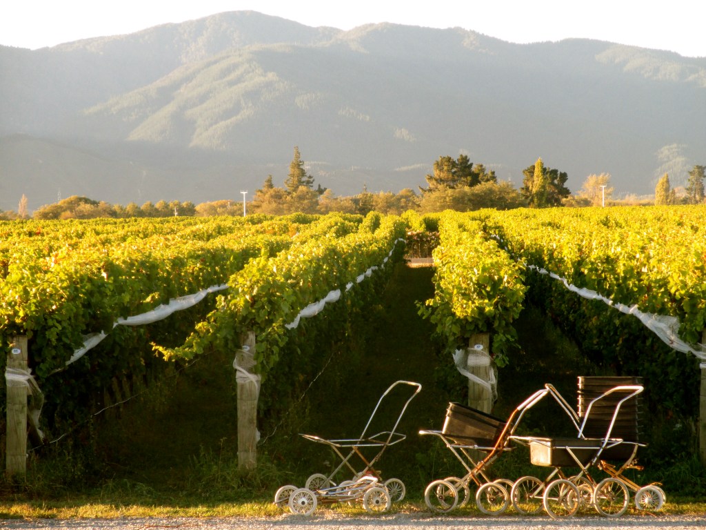 Fromm Grape Prams - photo by The Wine Idealist