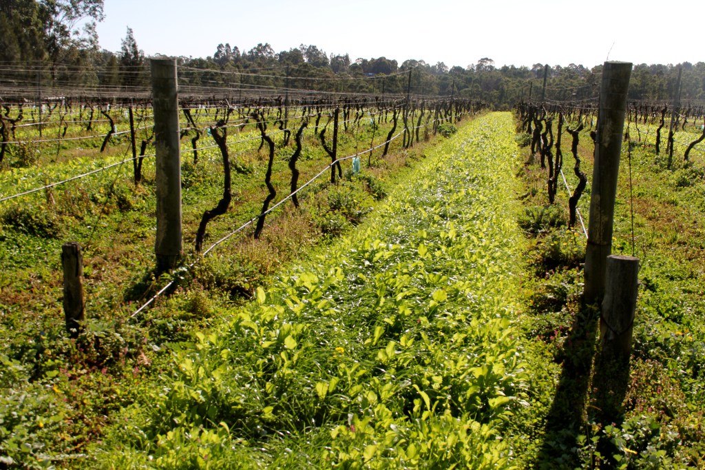 Drip Irrigation at Tamburlaine in the Hunter Valley - photo by The Wine Idealist