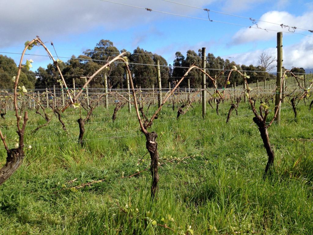 Pinot Noir Vines - photo courtesy of Moondarra Wines 