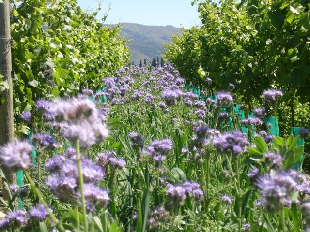 Peregrin Vineyard Cover Crop - photo courtesy of Peregrin