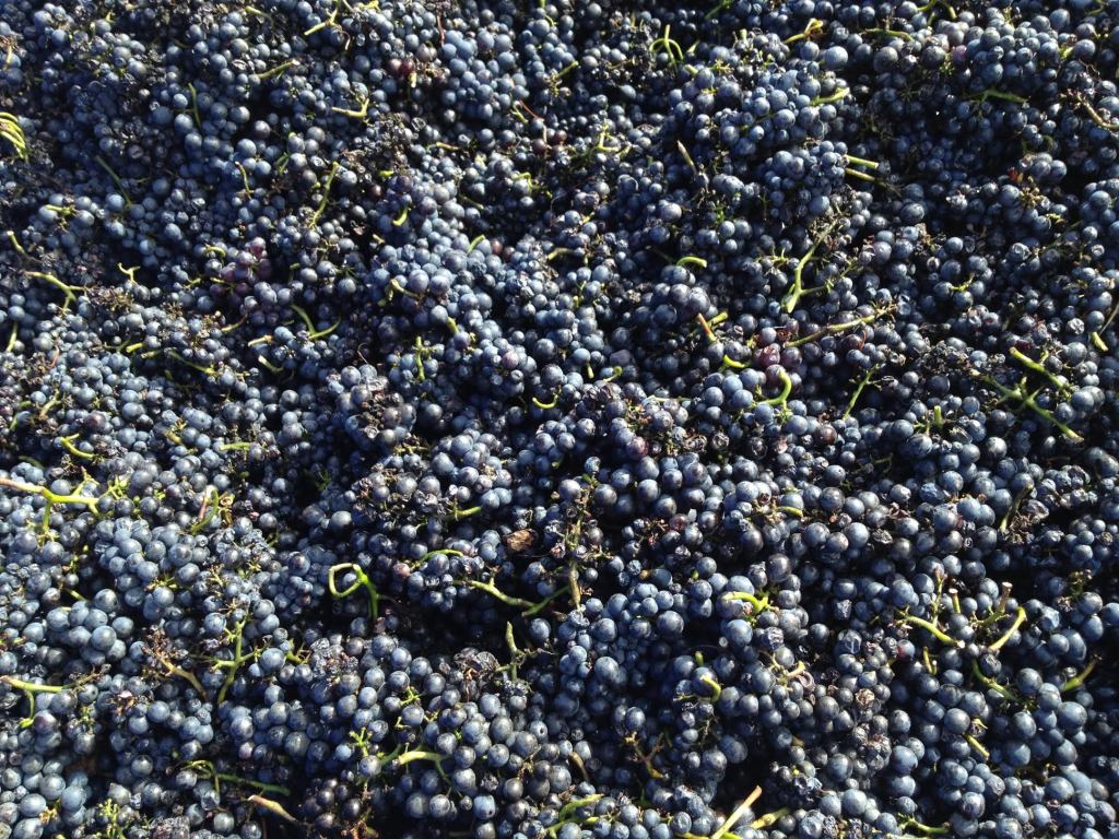 Pinot Noir - photo courtesy of Moondarra Wines