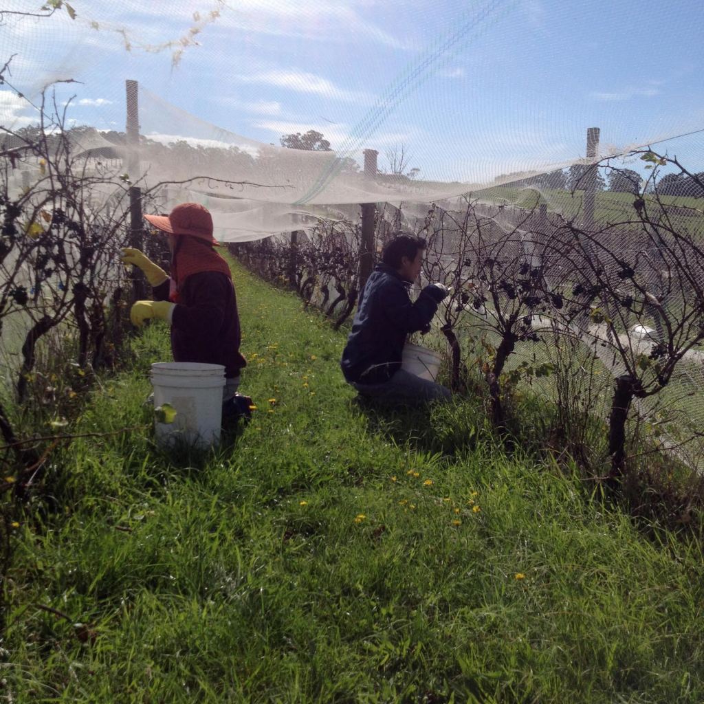 Pinot Harvest - photo courtesy of Moondarra Wines
