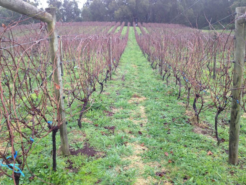 Pruning Begins - photo courtesy of Moondarra Wines