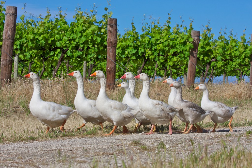 Geese Walk Amongst The Vines - photo courtesy of Cape Jaffa Wines