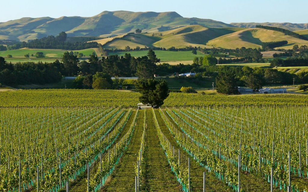 Home Vineyard - photo courtesy of Black Estate