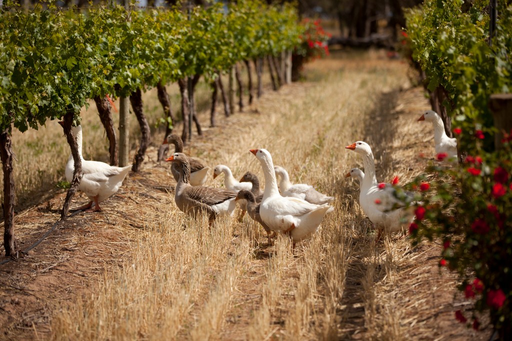 Weed Eaters - photo courtesy of Whistler Wines