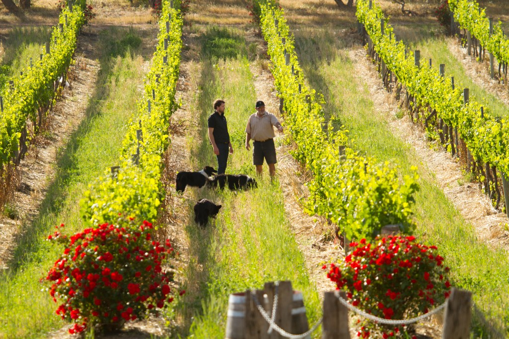 Whistler Wines Vineyard - photo courtesy of Whistler Wines