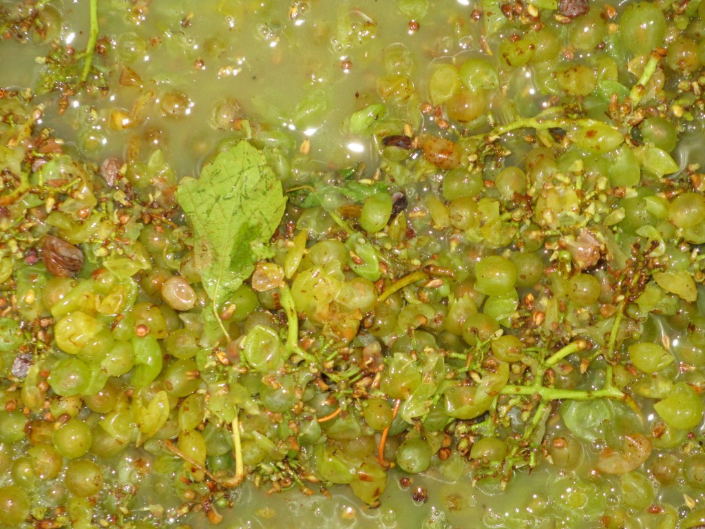 Sem/Chard/Verd Co-Ferment - photo by The Wine Idealist 