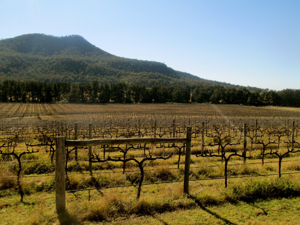 Ascella Vineyard, Broke - photo by The Wine Idealist
