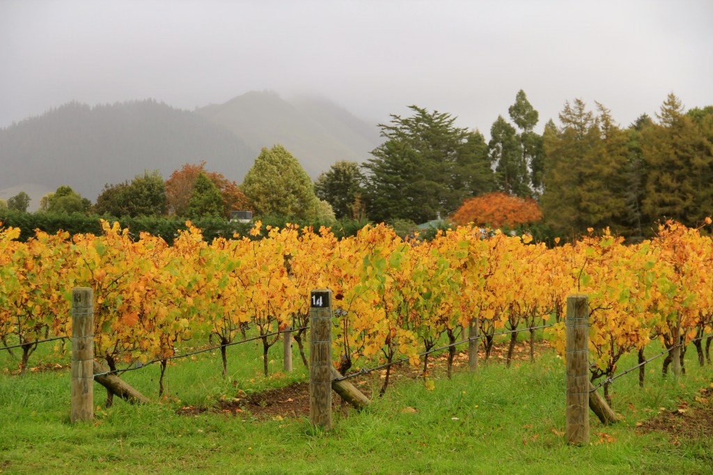 Hope Vineyard - photo by The Wine Idealist