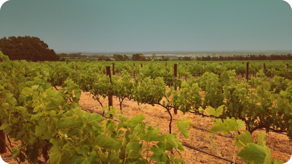 Sellick Hills, McLaren Vale - photo courtesy of The Other Right