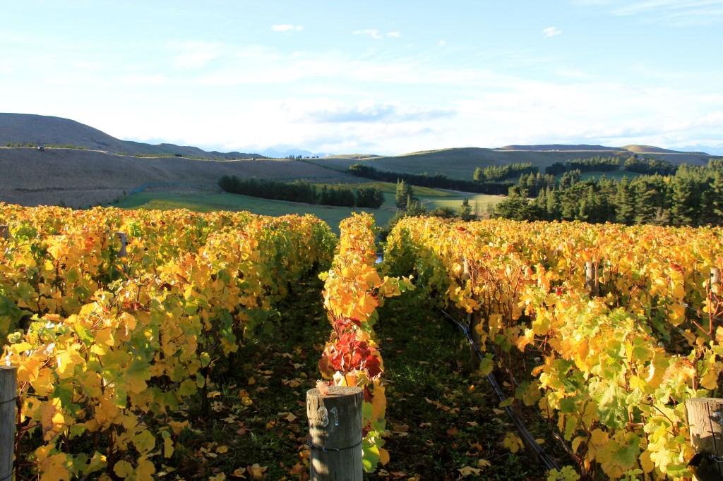 Angel Flower - photo by The Wine Idealist