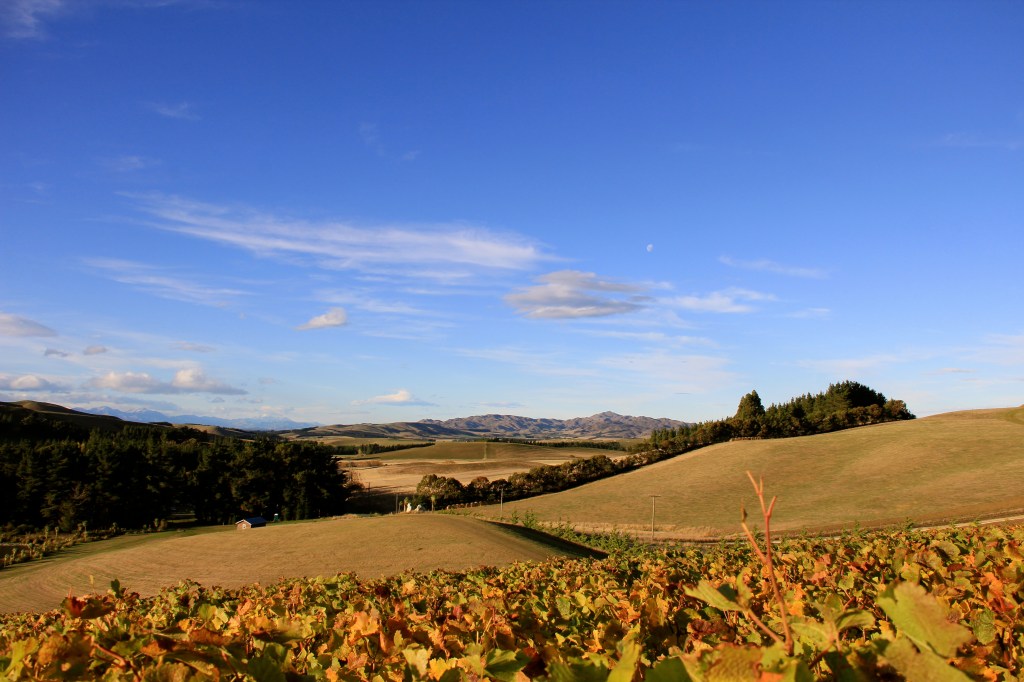 View from Angel Flower, Pyramid Valley - photo by The Wine Idealist