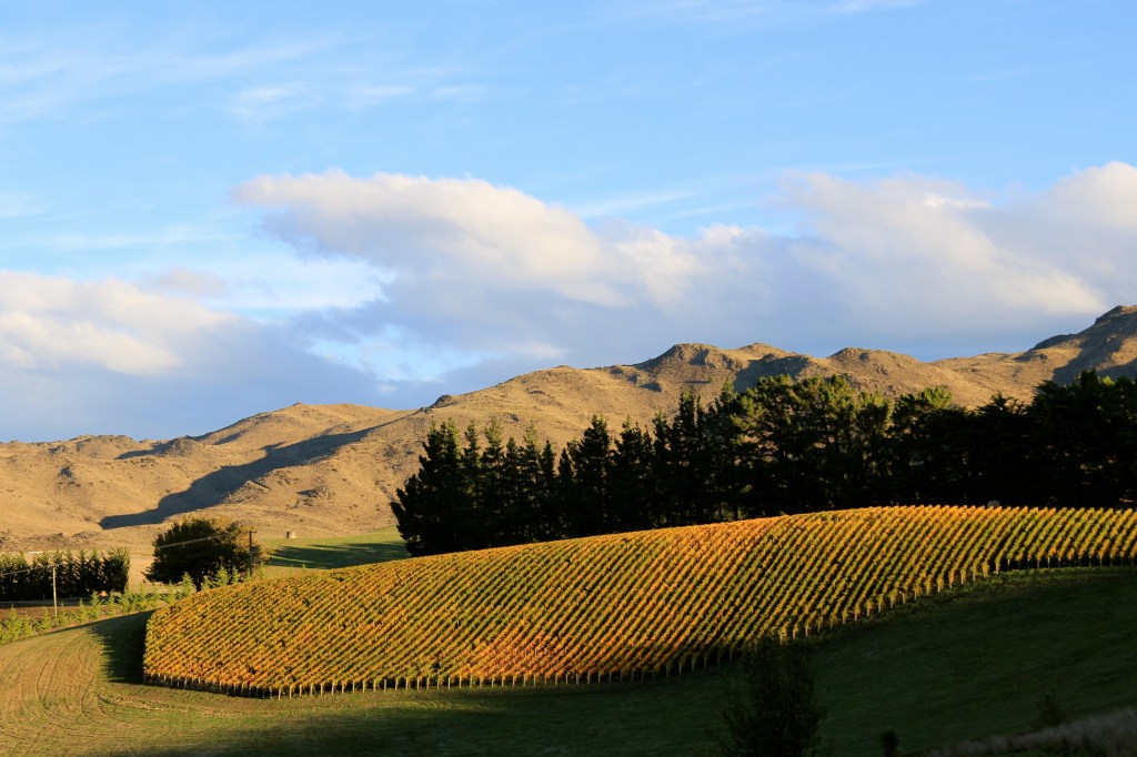 Angel Flower - photo by The Wine Idealist