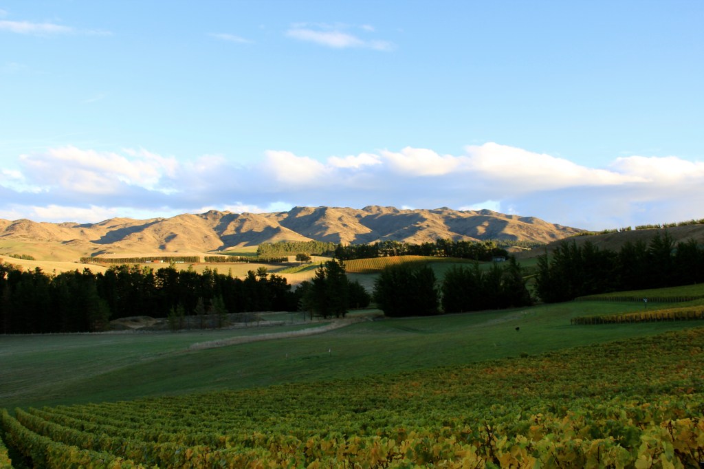 Pyramid Valley, Field of Fire Vineyard - photo by The Wine Idealist