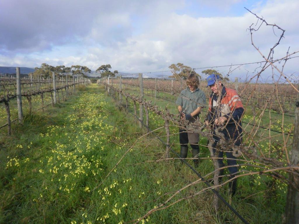 David's Dad and Son, Pete, pruning the vines - photo courtesy of Ivybrook Farm