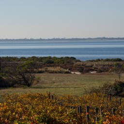 ‘Bellarine Phoenix’ – Kiltynane Wines