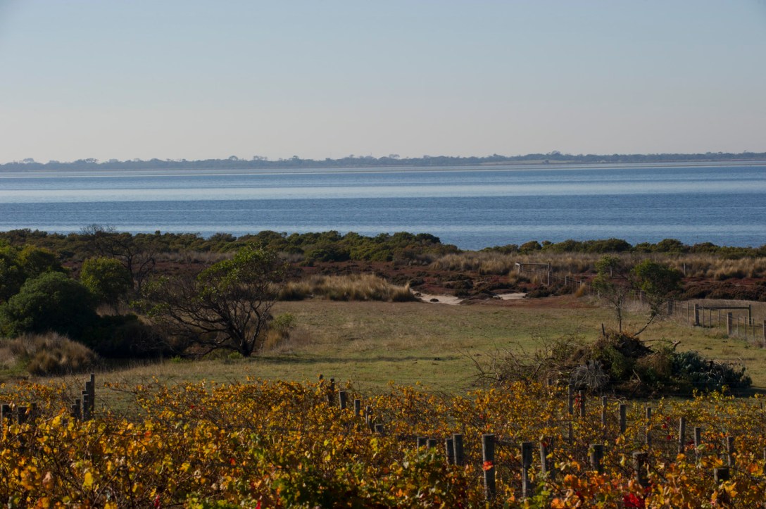 Bellarine Peninsula - photo courtesy of Kiltynane Wines