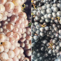 IS DON IS GOOD – DON Wines, Martinborough, NZ