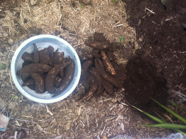 Exhuming the 500 - photo courtesy of Kiltynane Wines