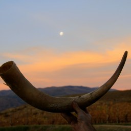 STIRRING THE POT – BD’s Red Herring